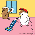 Meerschweinchen bilder