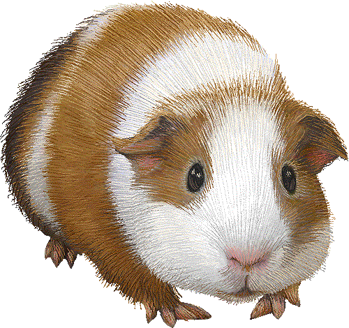 Meerschweinchen bilder