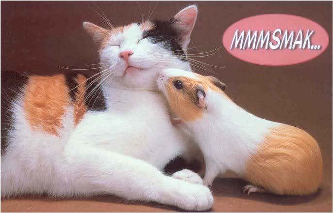 Meerschweinchen bilder