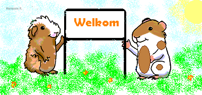 Meerschweinchen