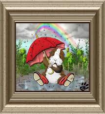 Meerschweinchen bilder