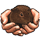 Meerschweinchen bilder