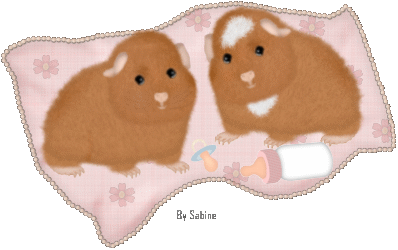 Meerschweinchen bilder