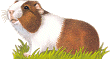 Meerschweinchen bilder