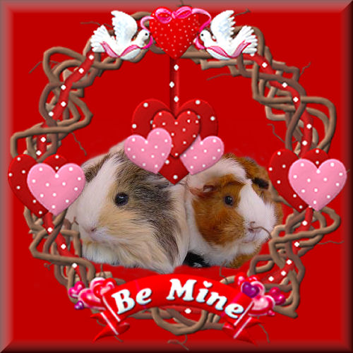Meerschweinchen bilder