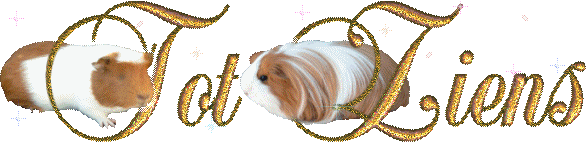 Meerschweinchen bilder