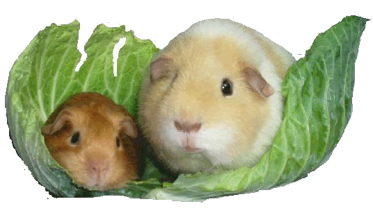Meerschweinchen bilder