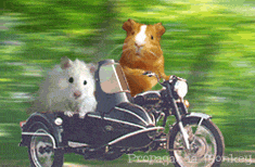 Meerschweinchen bilder
