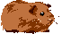 Meerschweinchen bilder