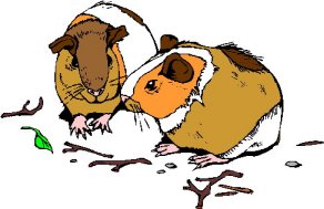 Meerschweinchen bilder