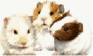 Meerschweinchen bilder