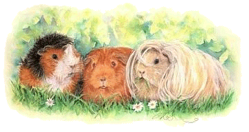 Meerschweinchen bilder