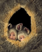 Ostern bilder