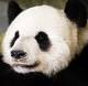 Panda bilder