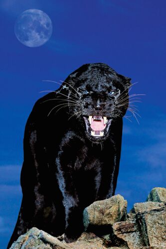 Panther bilder