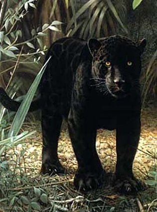 Panther