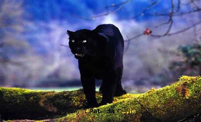 Panther bilder