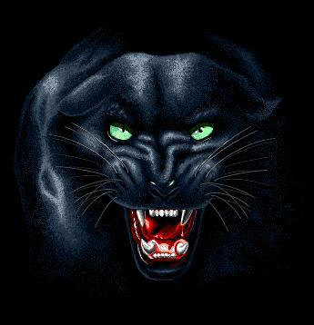 Panther bilder