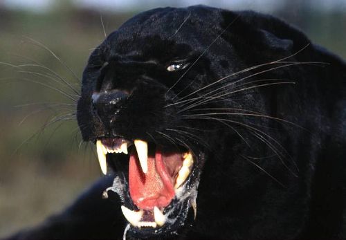 Panther bilder