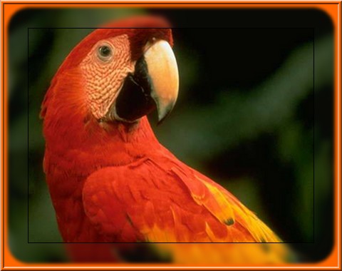 Papageien bilder