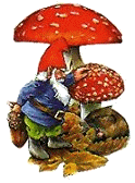 Pilze bilder