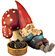 Pilze bilder