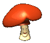 Pilze bilder