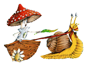 Pilze bilder