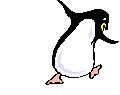 Pinguine bilder
