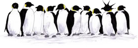 Pinguine bilder