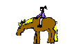 Rodeo bilder