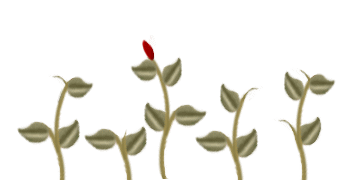 Rosen bilder