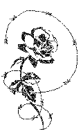 Rosen bilder