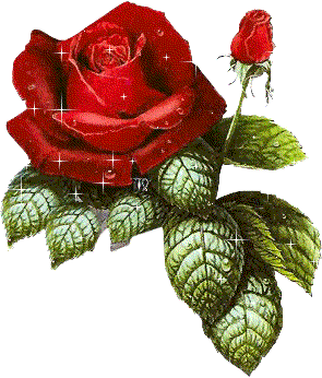 Rosen bilder