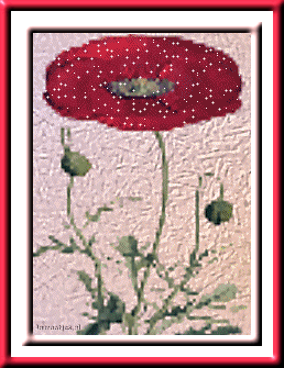 Rosen bilder