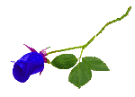 Rosen bilder