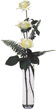 Rosen bilder