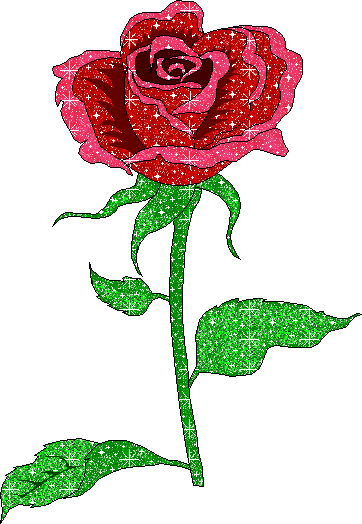 Rosen bilder