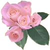 Rosen bilder