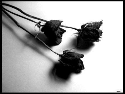 Rosen bilder