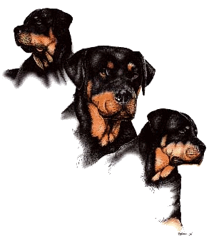 Rottweiler bilder