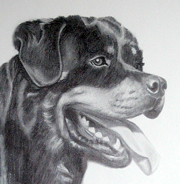 Rottweiler