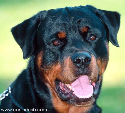 Rottweiler