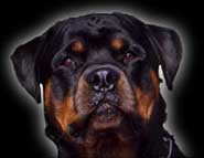 Rottweiler bilder