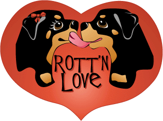 Rottweiler bilder