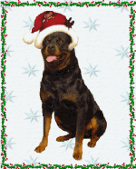 Rottweiler bilder