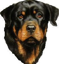 Rottweiler bilder