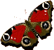 Schmetterling bilder