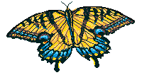 Schmetterling bilder