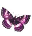 Schmetterling